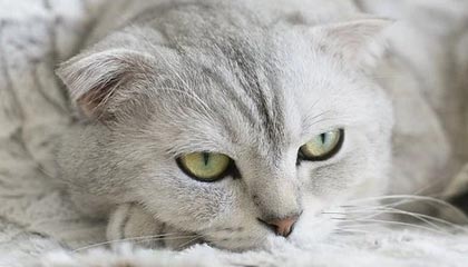 如何保护个人信息免遭身份冒用?立即自查身份安全!